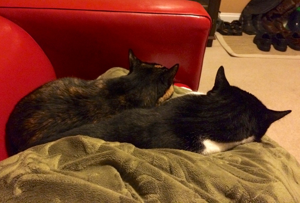 Kitties and I snuggled on the couch until 4am, hoping to get good news from the hubby.